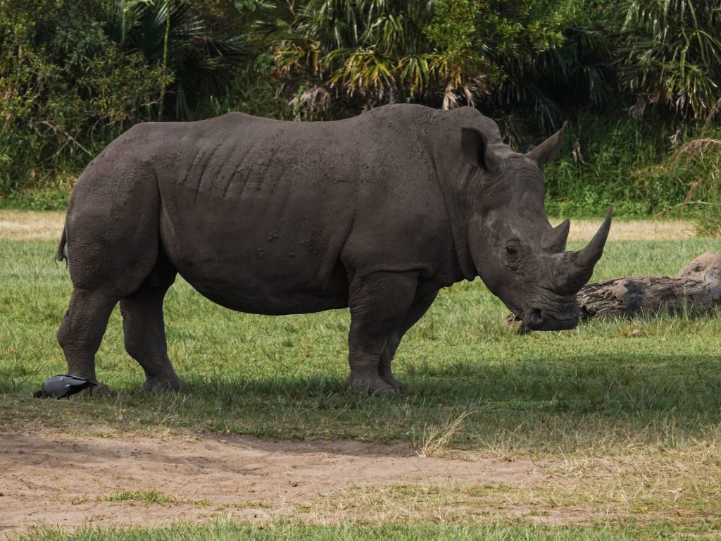 black rhinoceros on green grass field during daytime