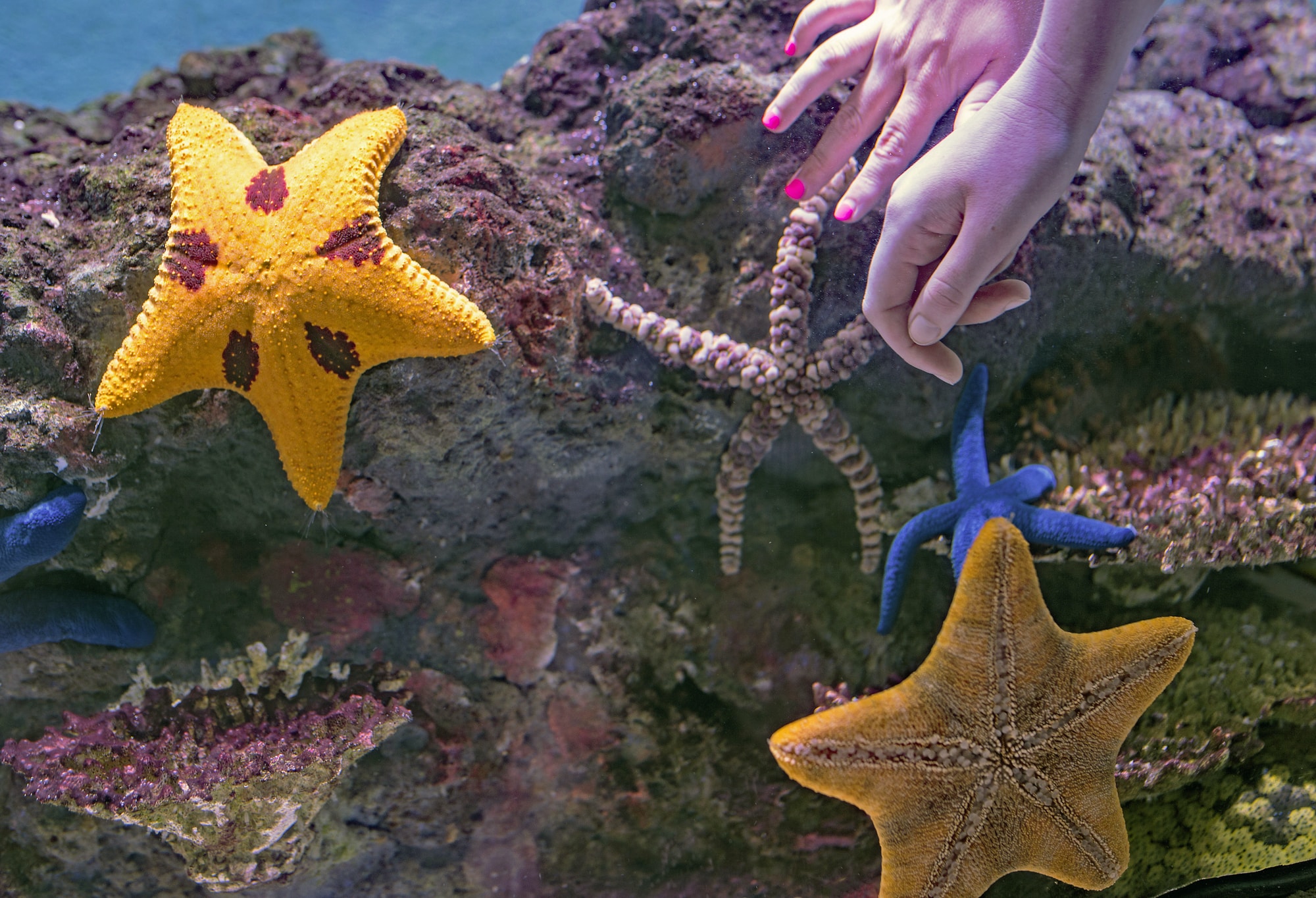 assorted-color star fish on rocks