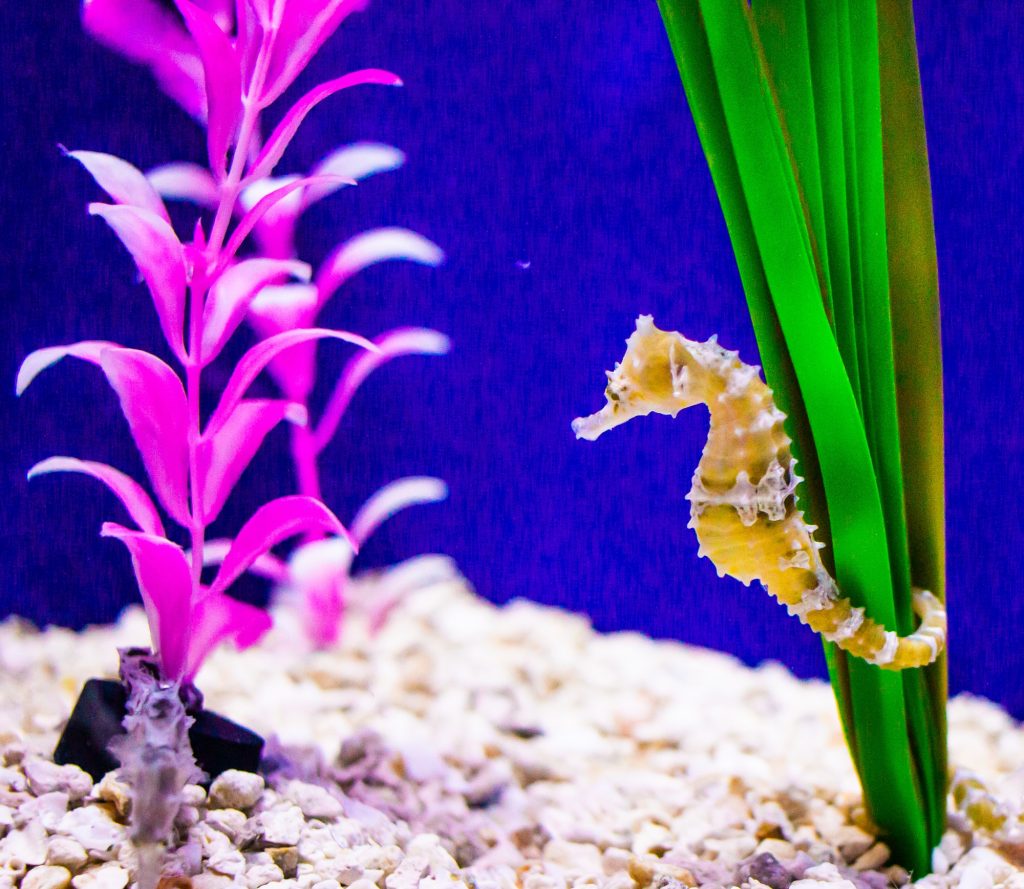 yellow seahorse