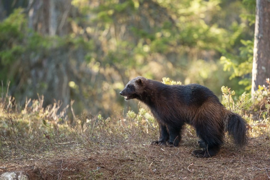 brown bear on brown grass during daytime