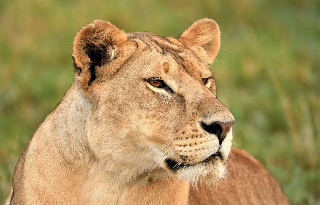 brown lioness on green grass during daytime